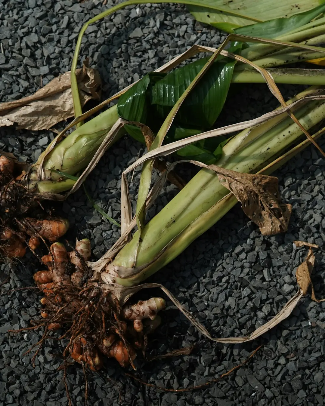 Freshly harvested turmeric roots with soil still on them