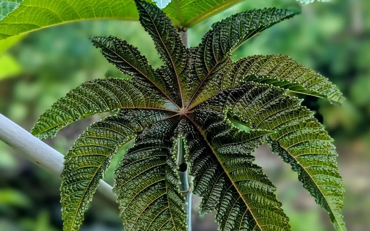 Deeply lobed leaf of a castor plant