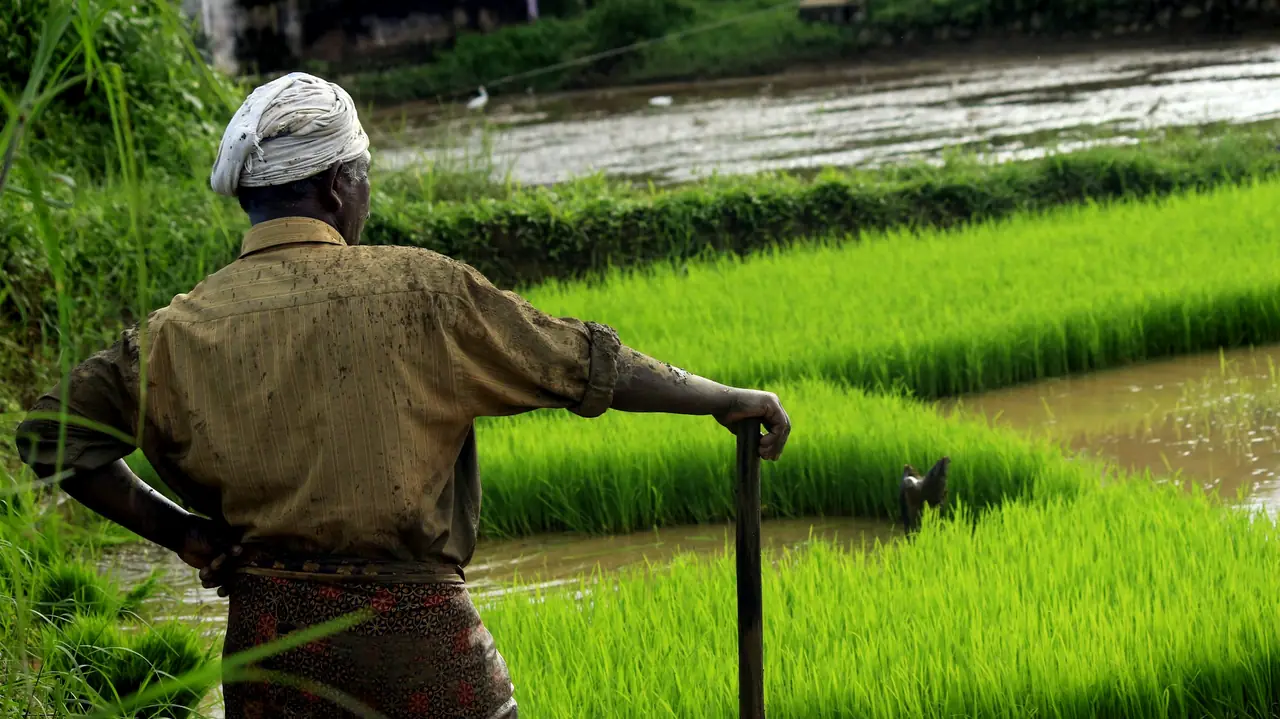 Farmer standing beside young green crops in an Indian field, representing agricultural product sourcing