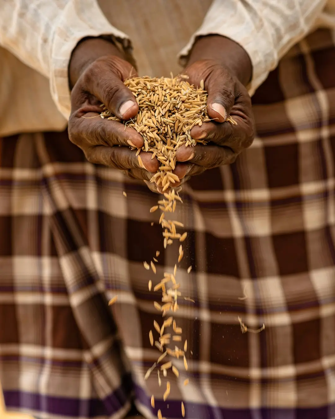 Cupped hands letting freshly harvested grain fall through the fingers