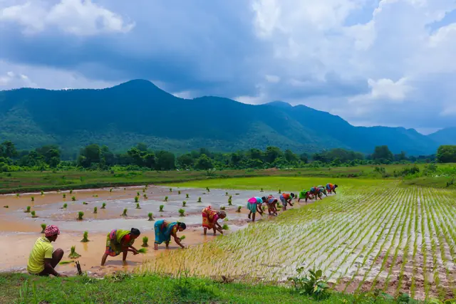 Farm workers planting in green paddy fields beneath hills in rural India