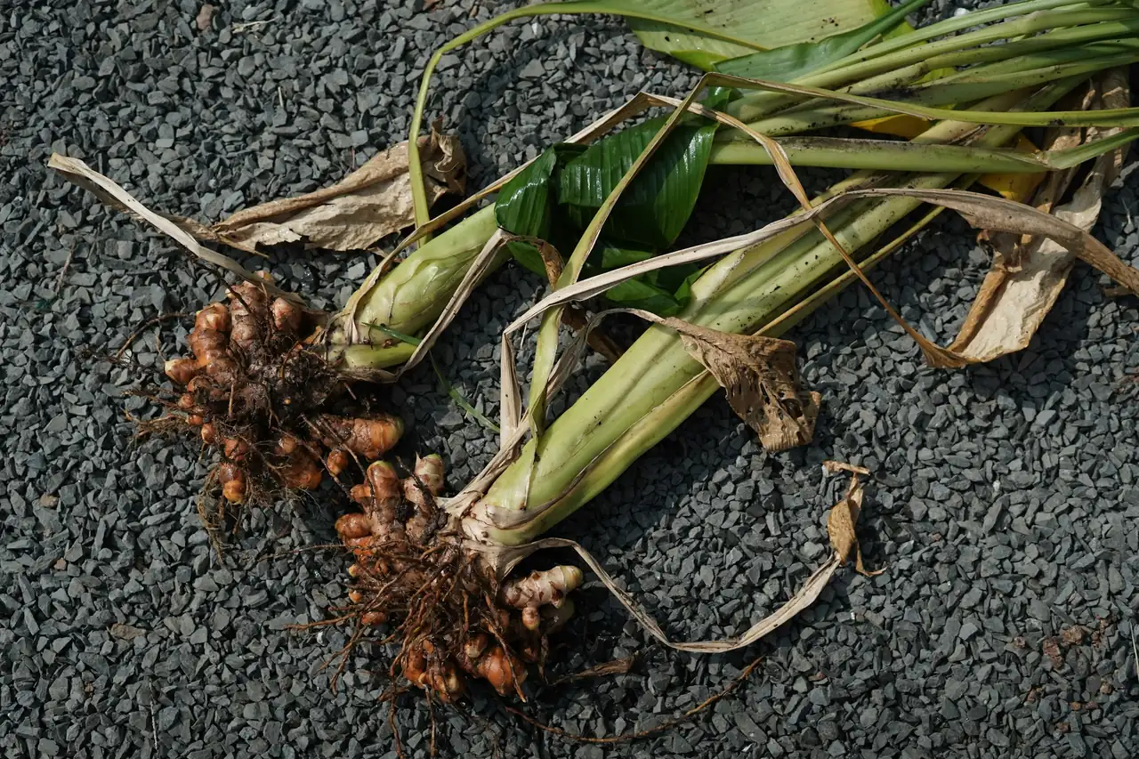 Freshly harvested turmeric roots with green stalks on dark stone